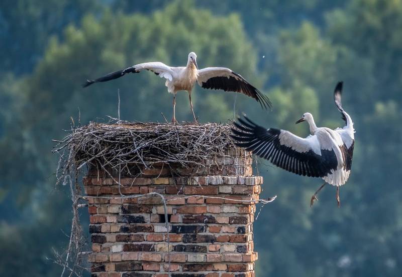 Professional Chimney Animal Removal Services in Los Alamitos, California
