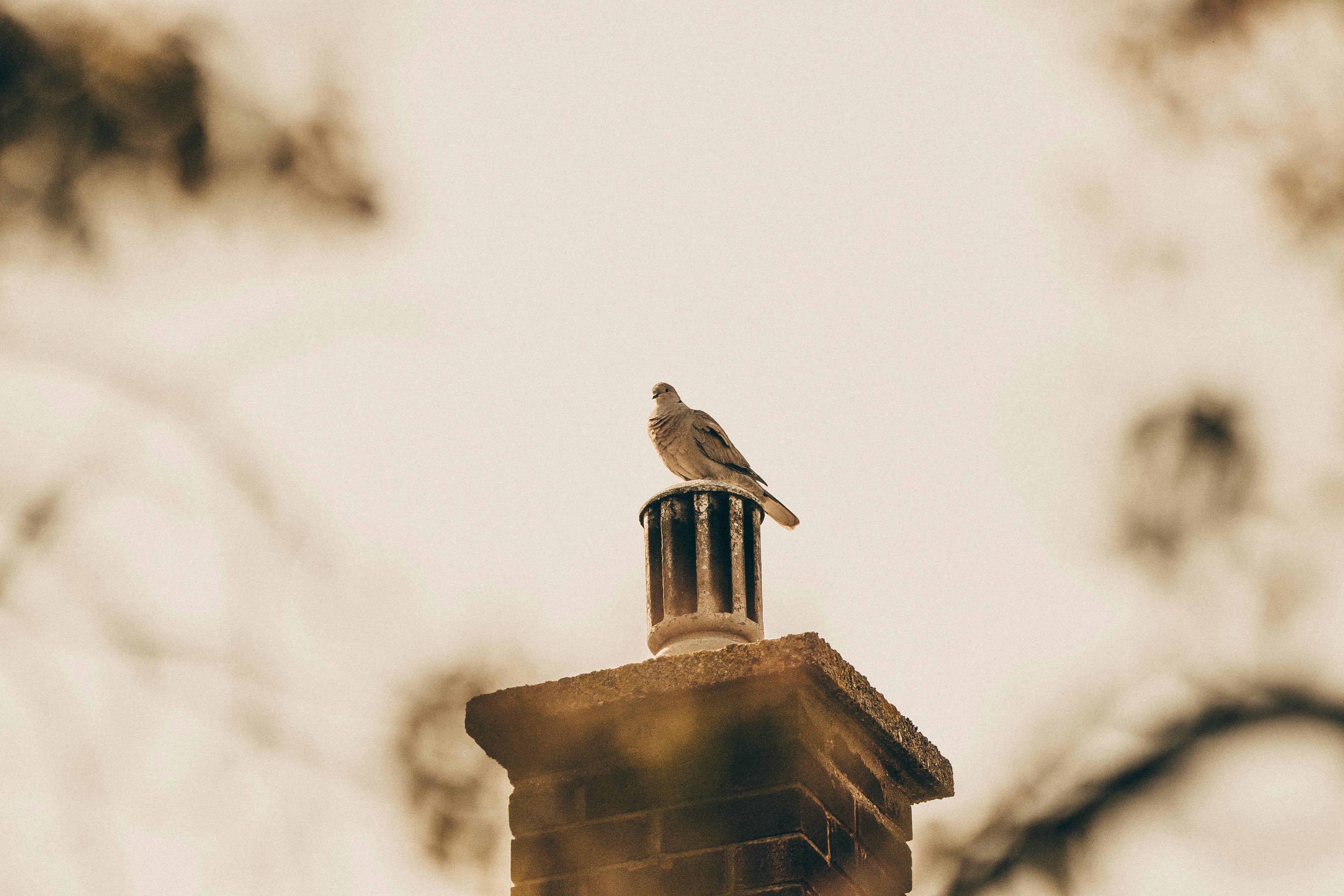 Professional Chimney Cap and Damper In Los Alamitos California